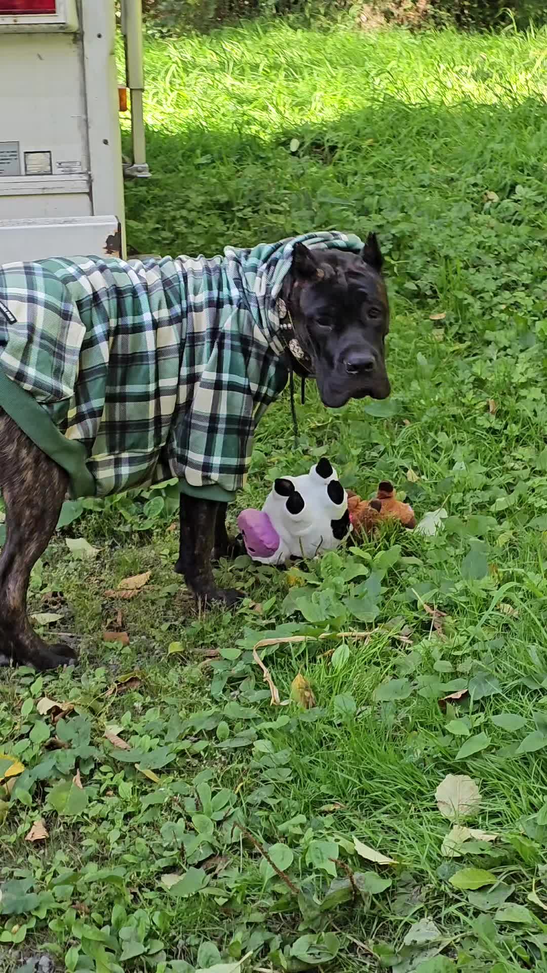 @SalmonCreekCaneCorso