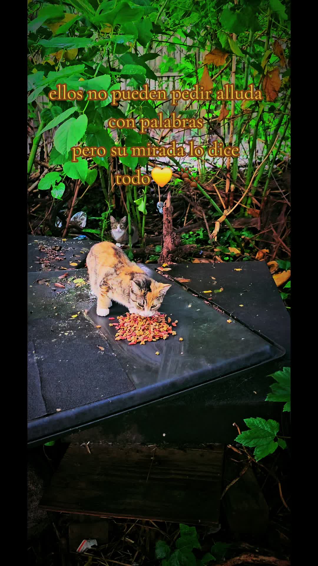 @🇲🇽Guli.Carrada 🐈⬛