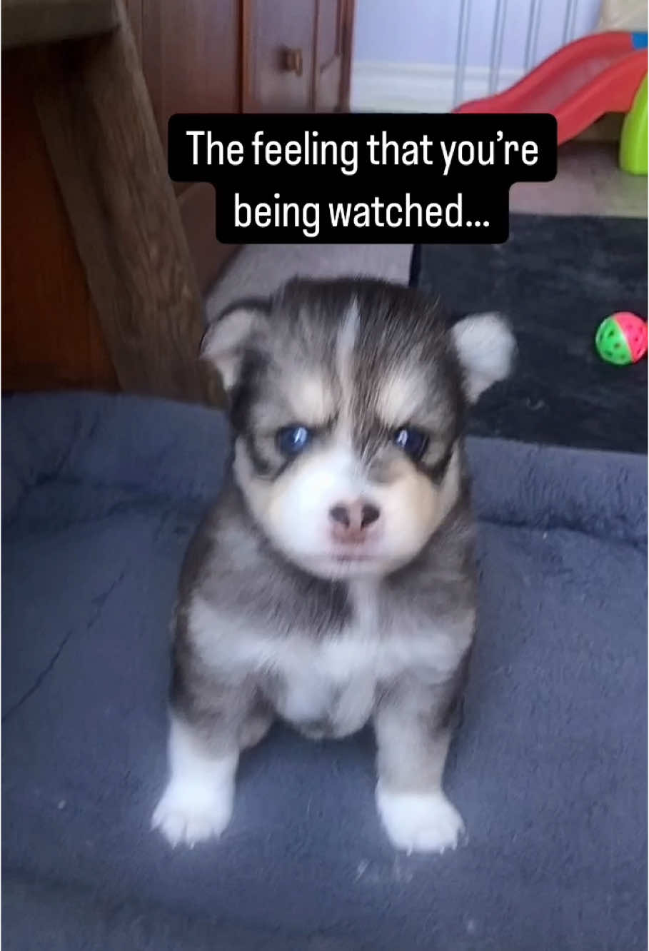 @Ontario Pomsky Puppies