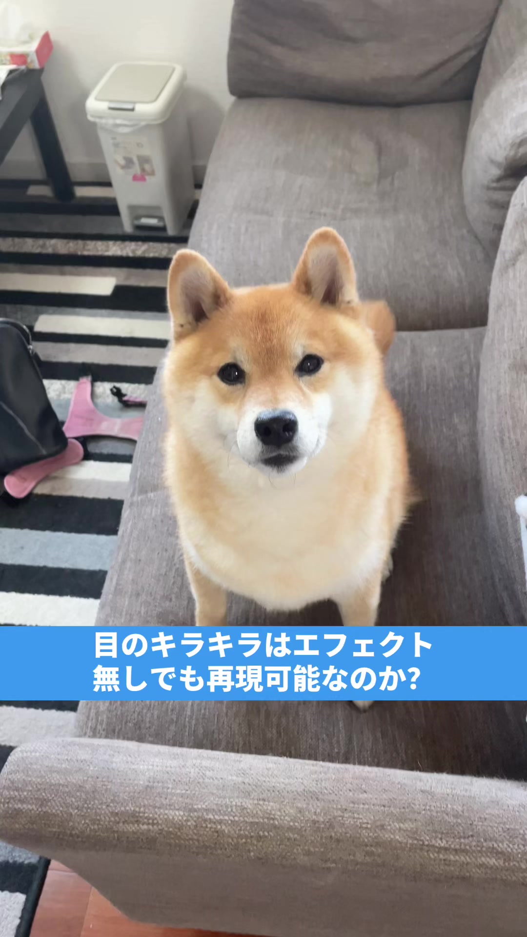 @特に柴犬が好きな人