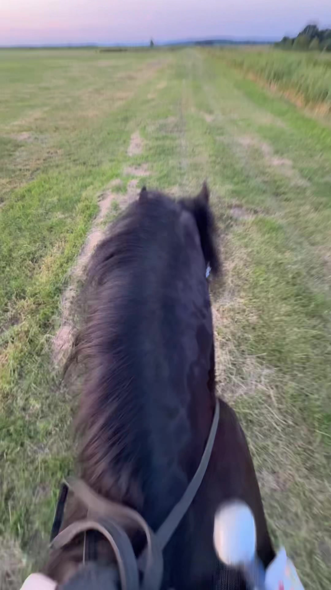@Horses