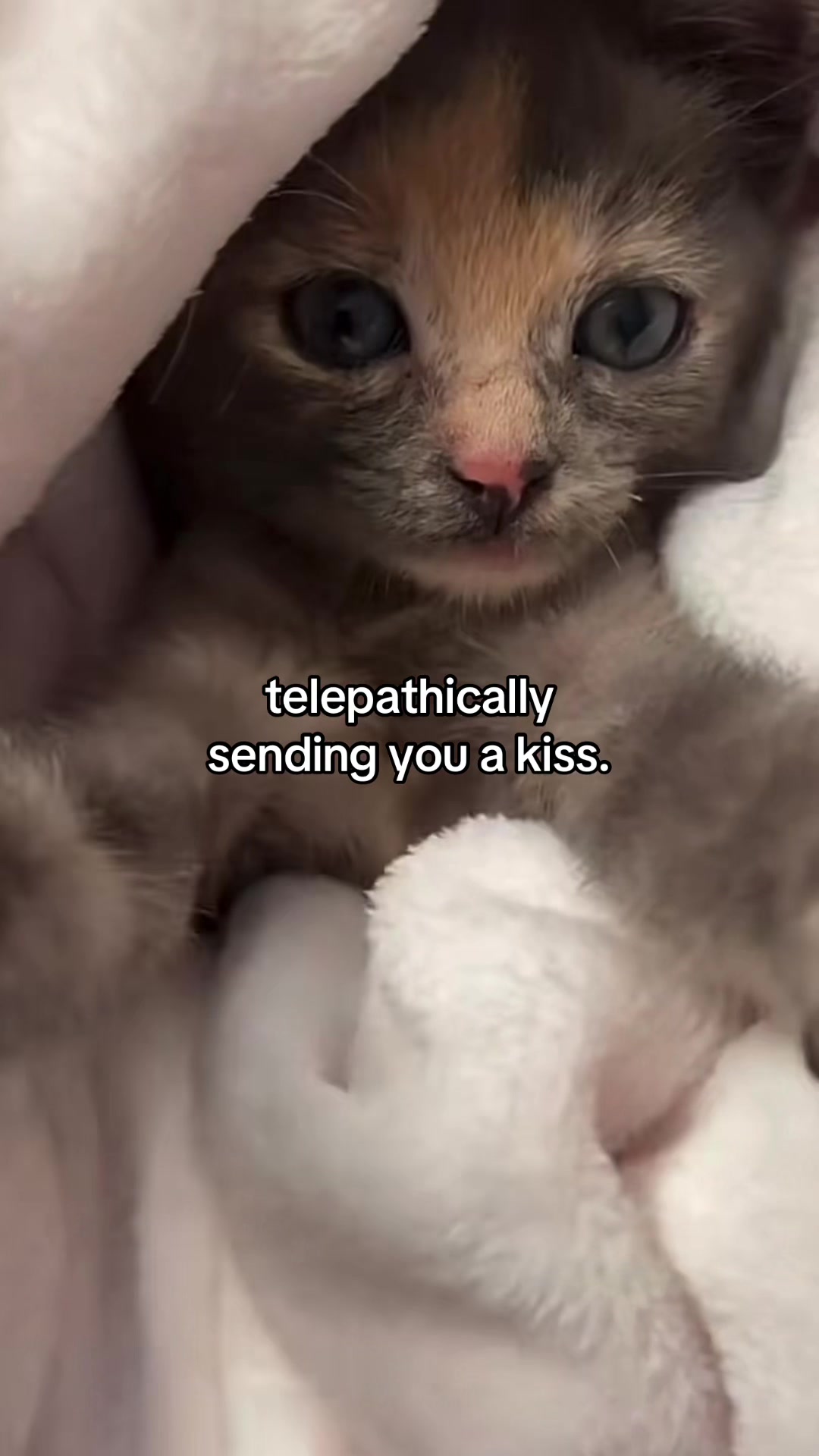 @Alice.cattok