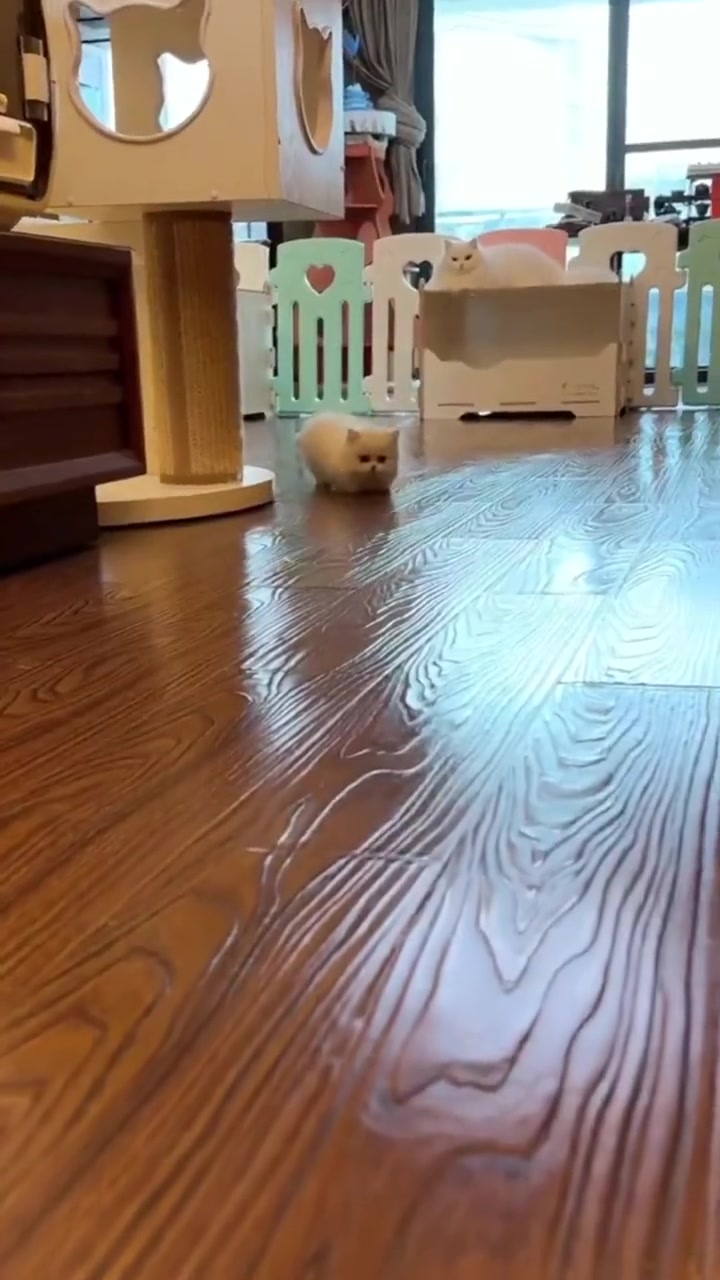 @FurFunDaily