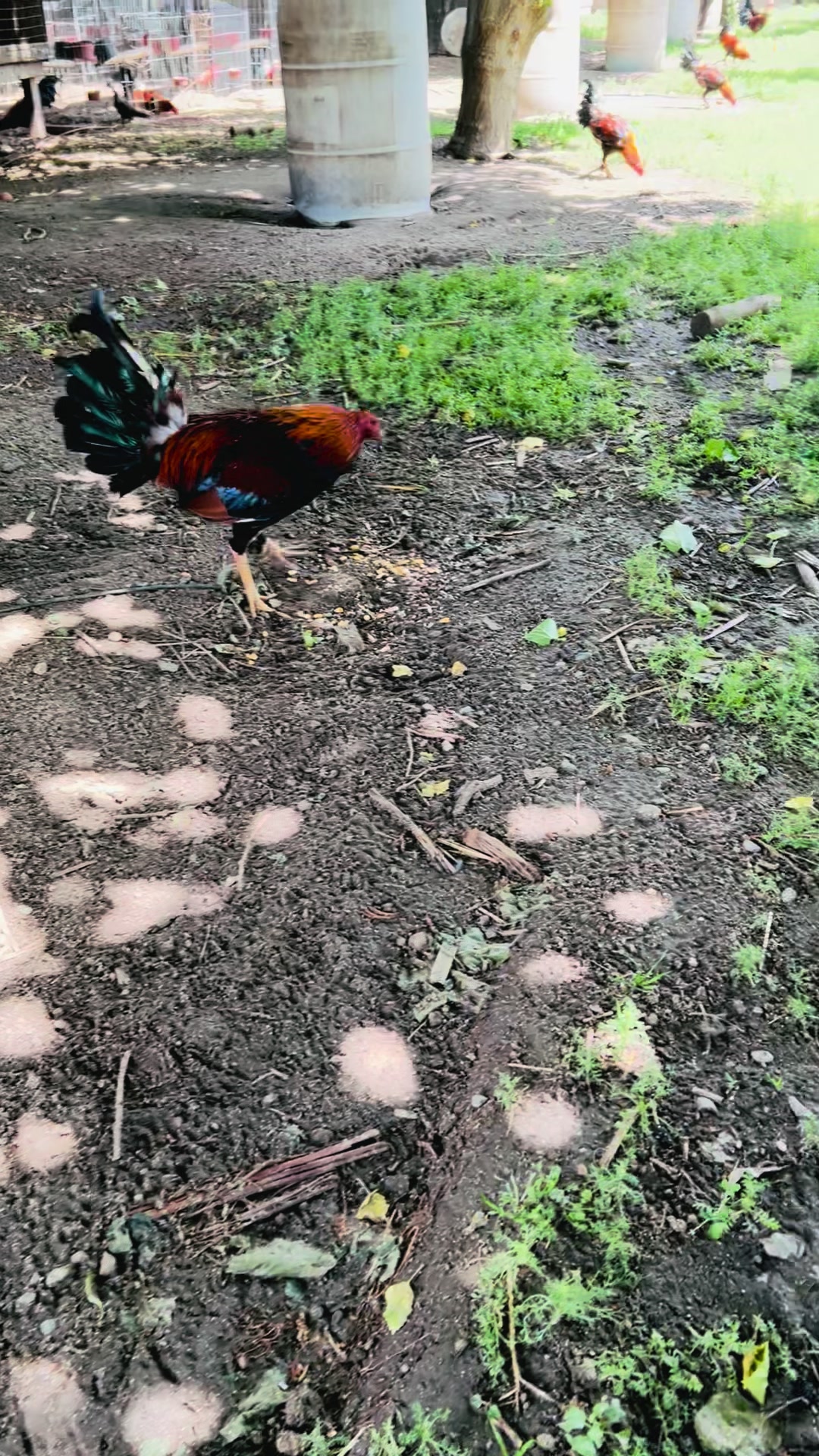 @Villarreal Farm