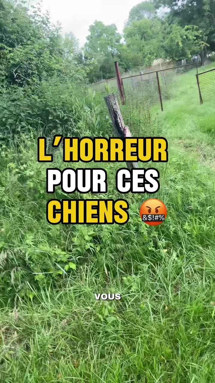 @leguerriereveille