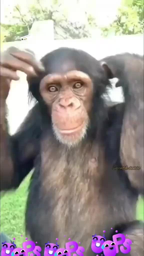 @Rani Rani