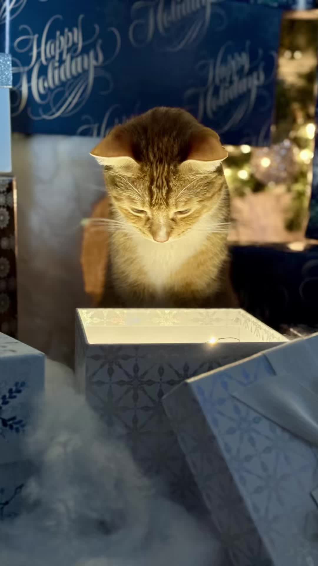 @catnamedcalvin