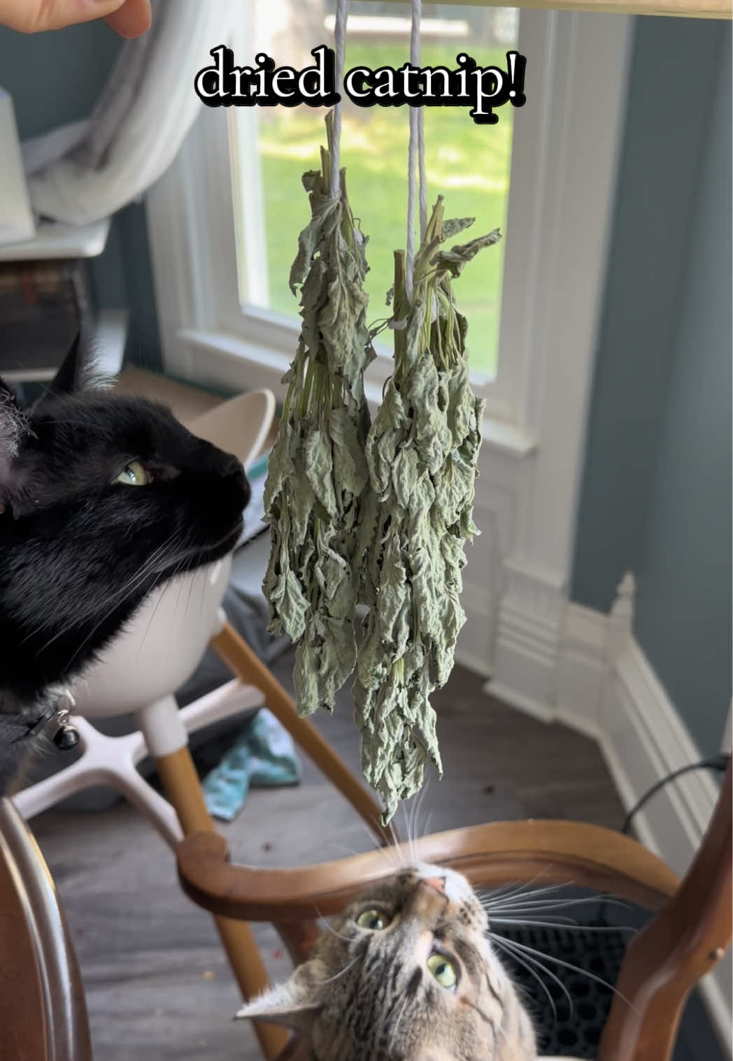 @ℳ𝒶𝓎 🪿🕸️