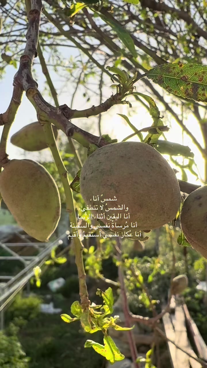 @شـــ☀️ــــد