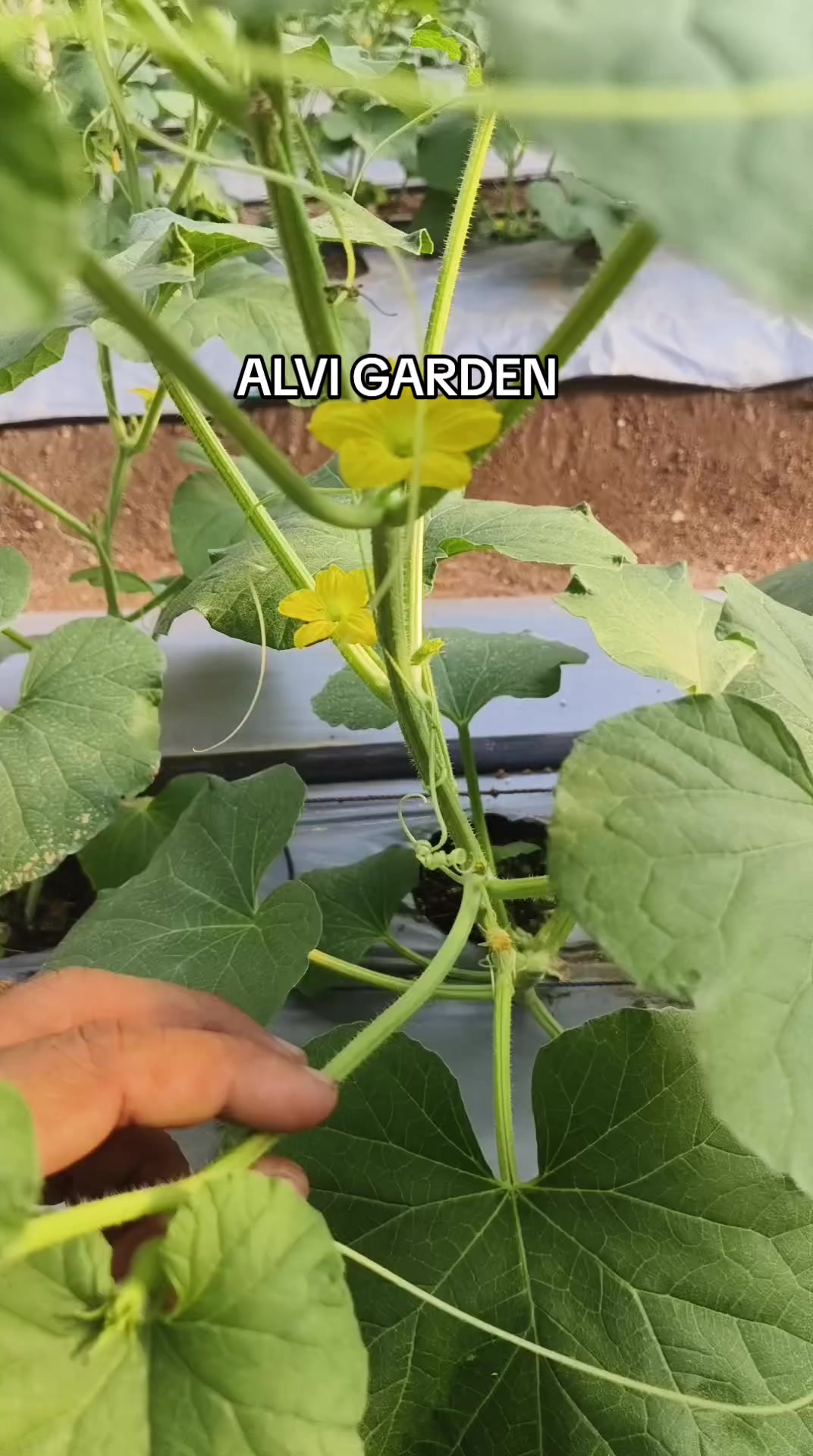 @Alvi Garden