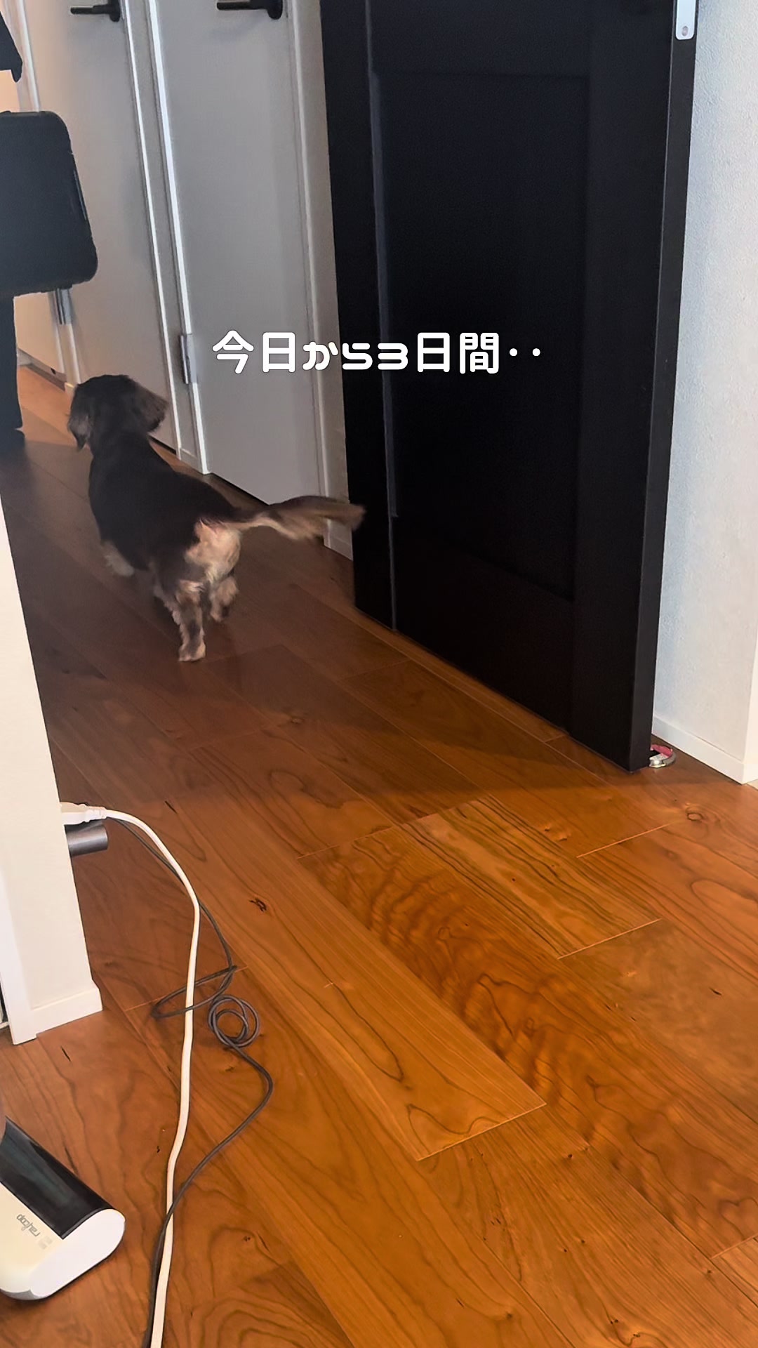@ミニチュアダックスフンド_まろん