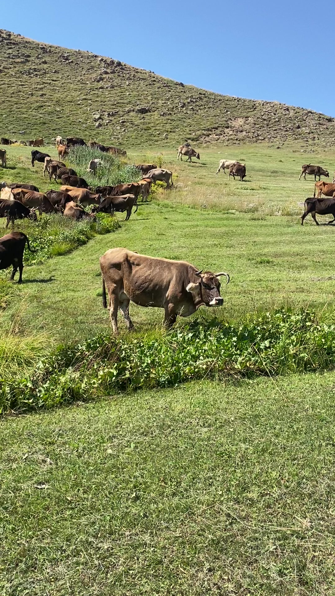 @doğukan