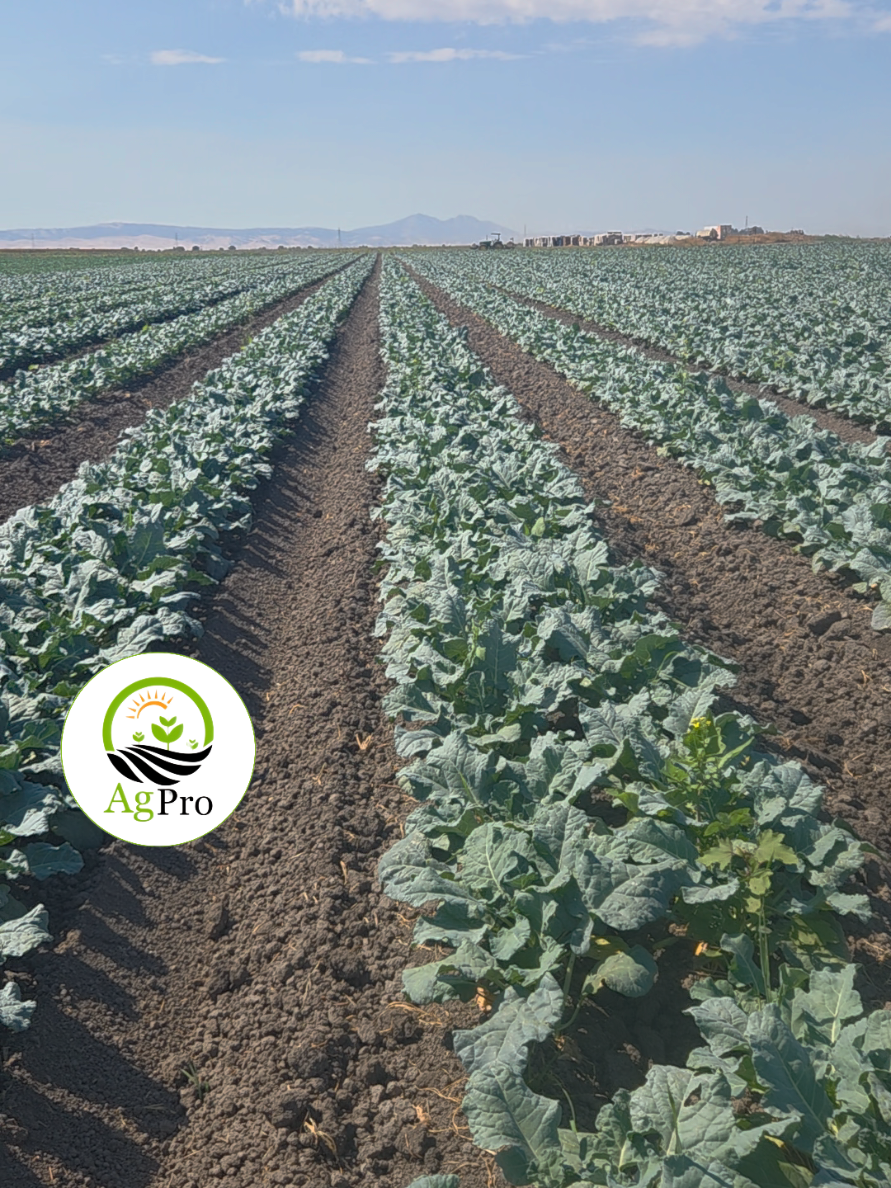 @EduardoSanchez