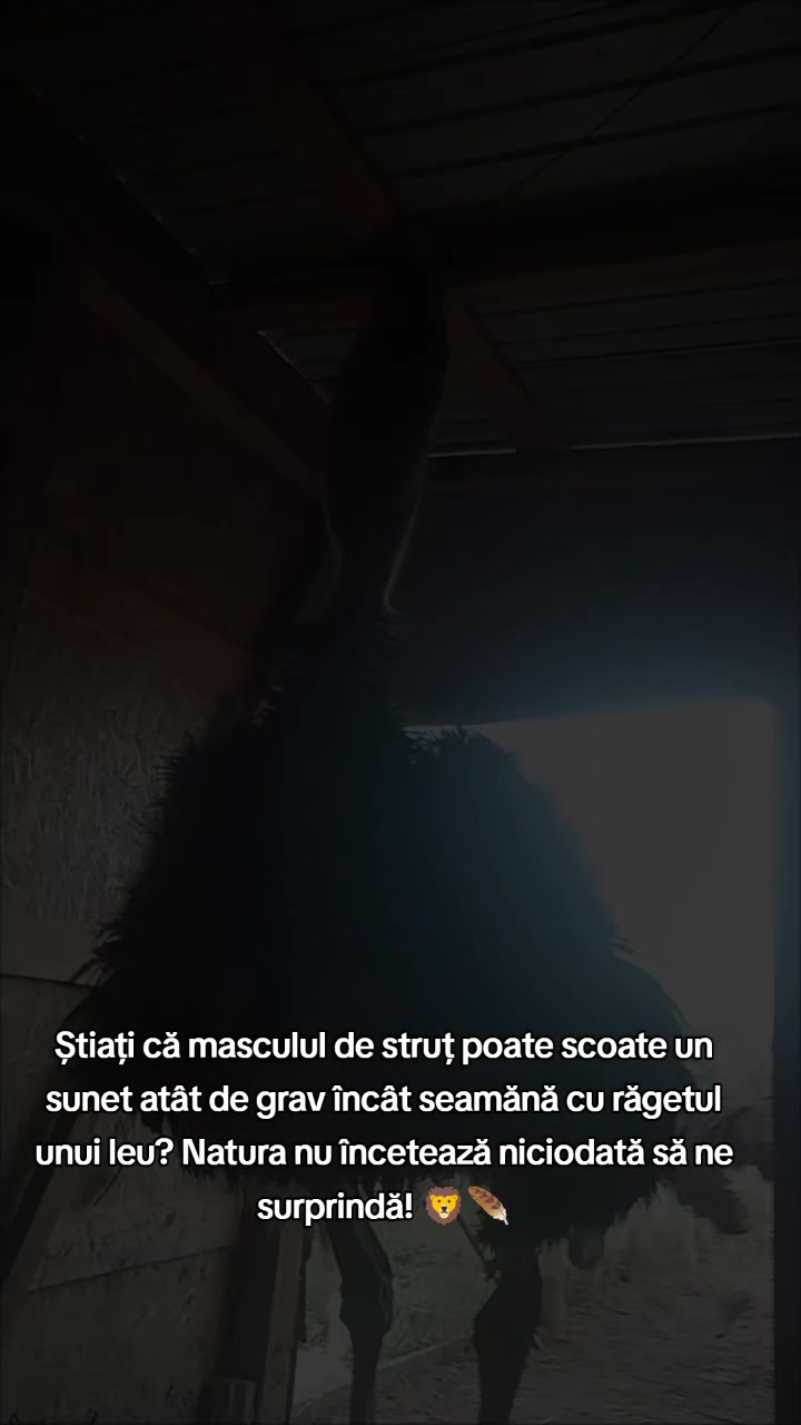 @Marius Niță