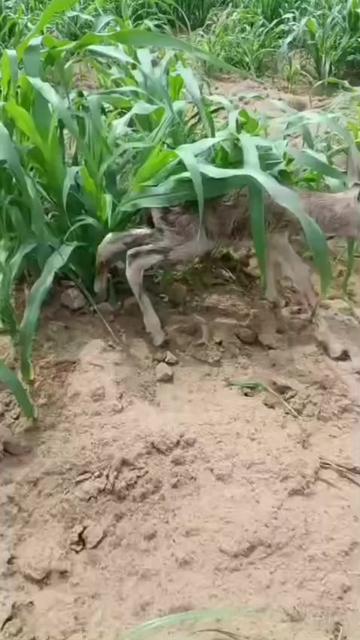 @مرشد  باغ   AJKB