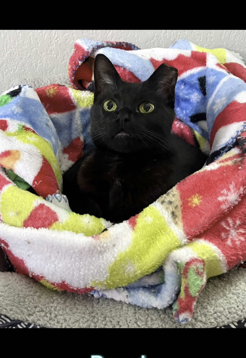 @dutch.vandercat