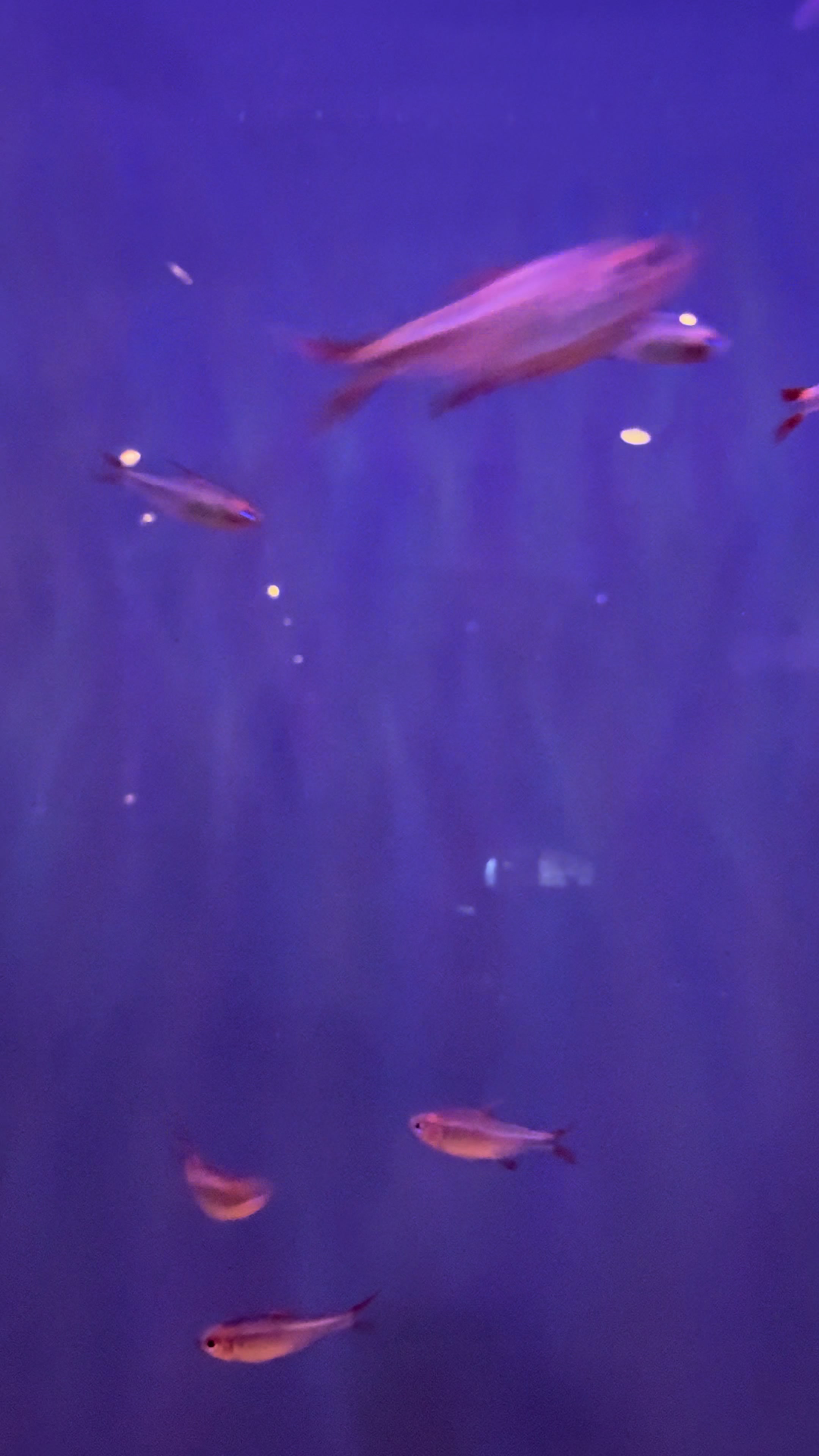 @epicfishnetwork