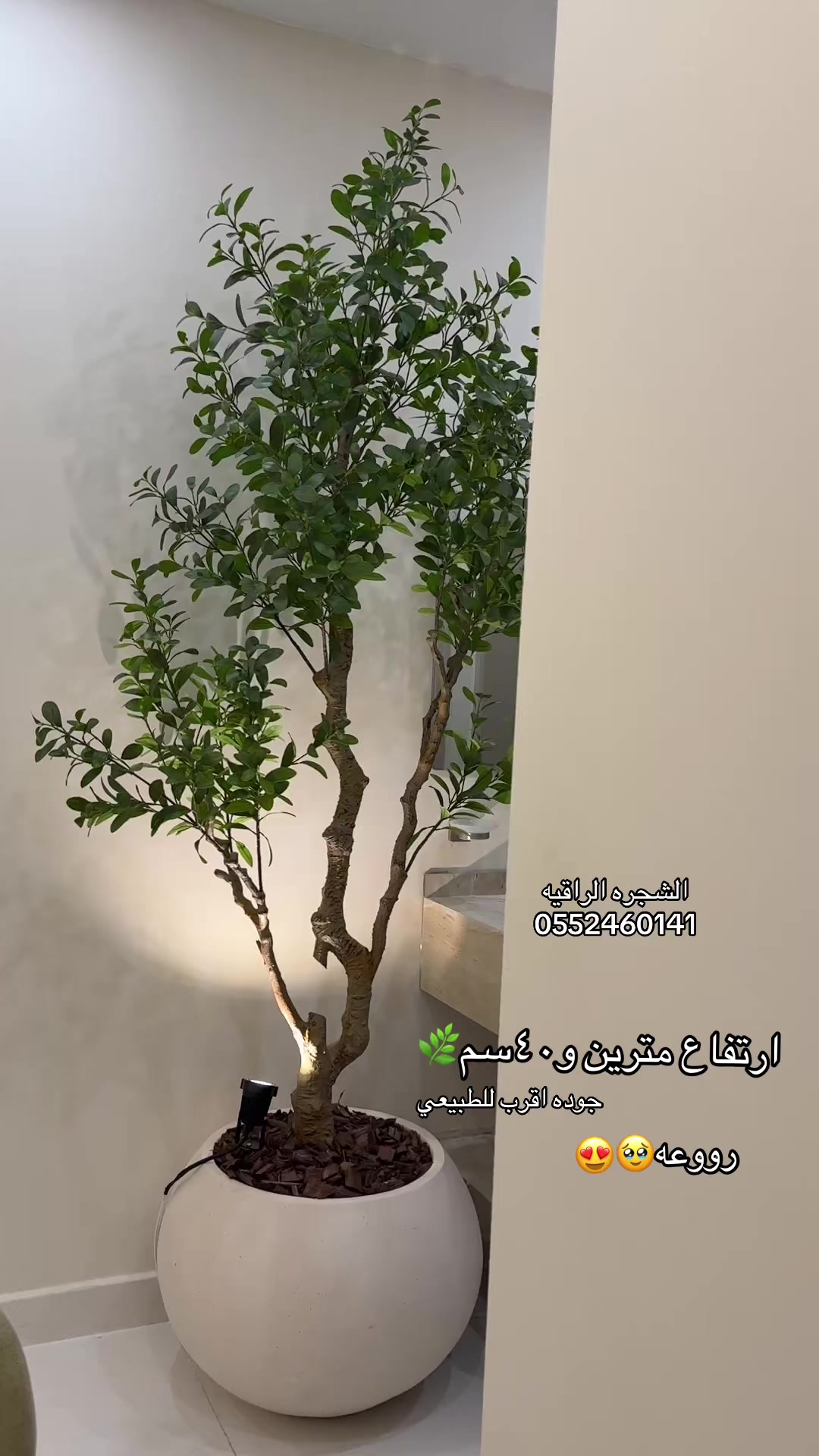@الشجره الراقيه(زهور المملكه)🌴
