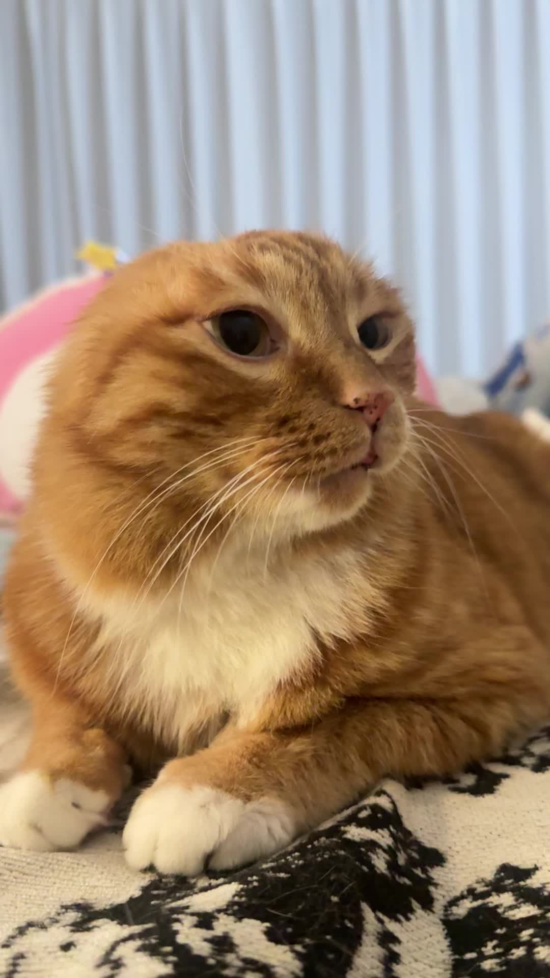 @earless hachimi