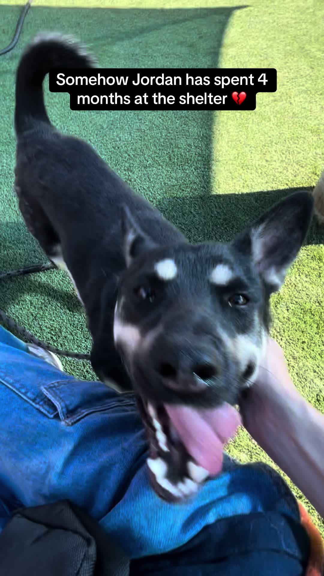 @✨shelter dog magic ✨