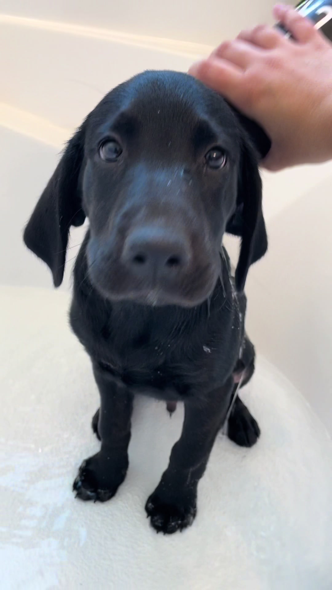 @ghostblacklab