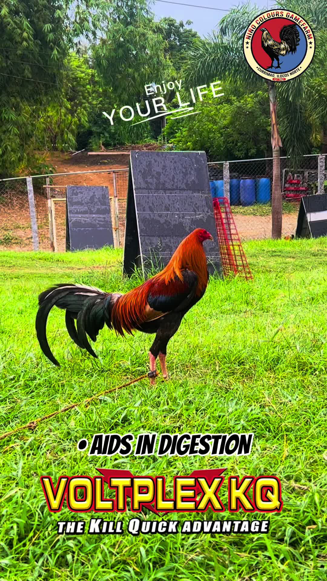 @Niño Colours Gamefarm
