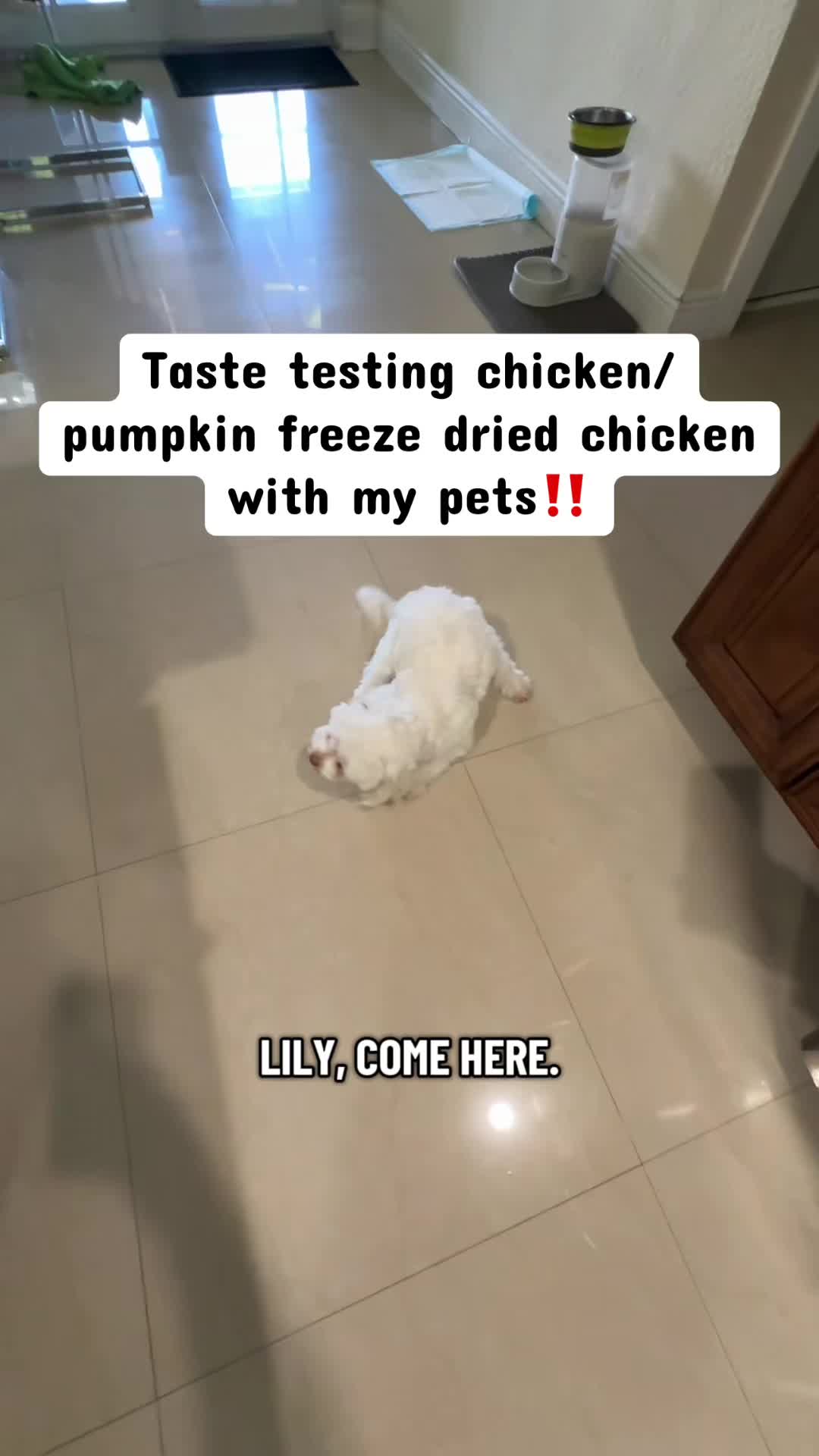 @Chosenalex
