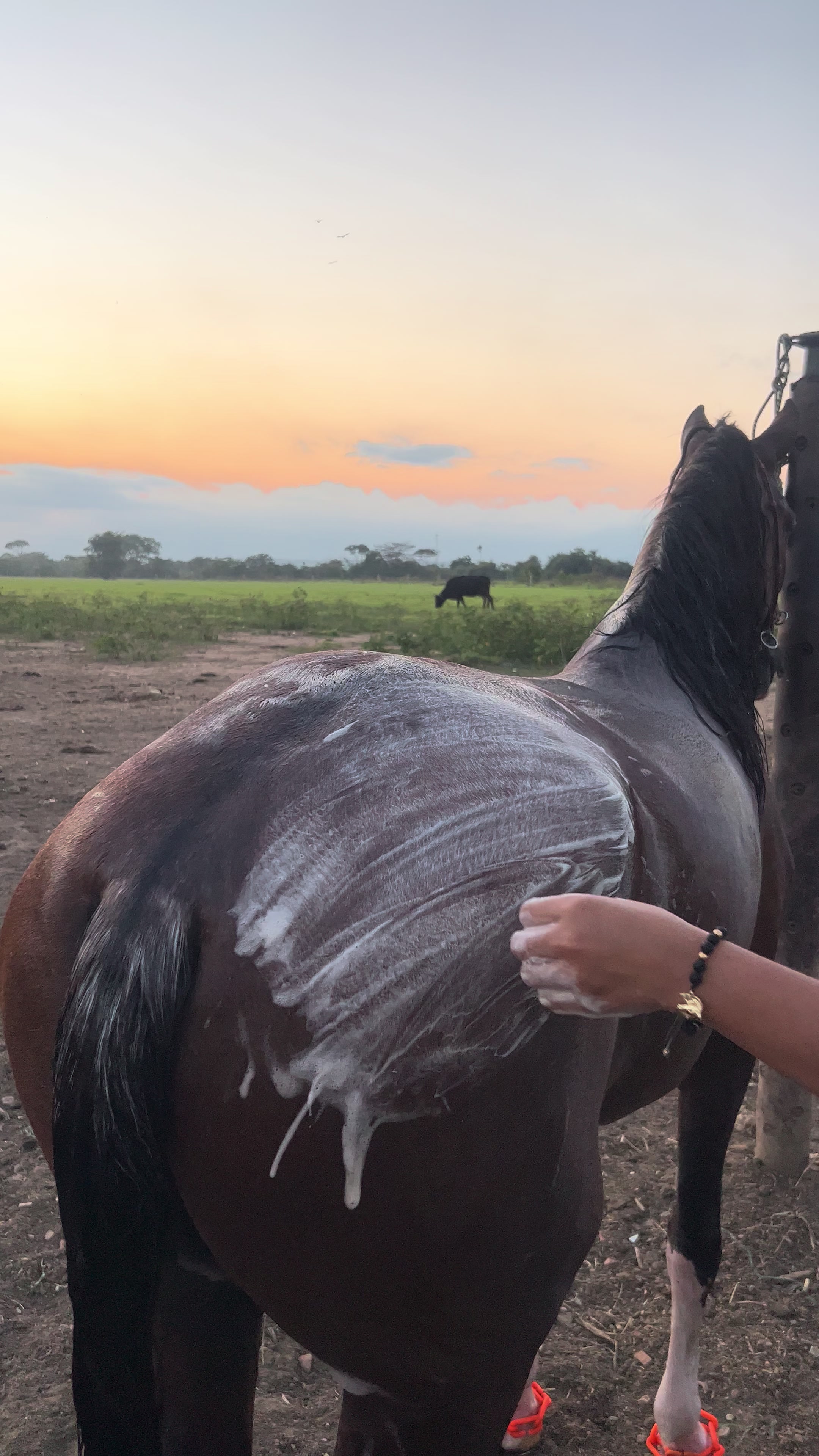 @Aleja🐴