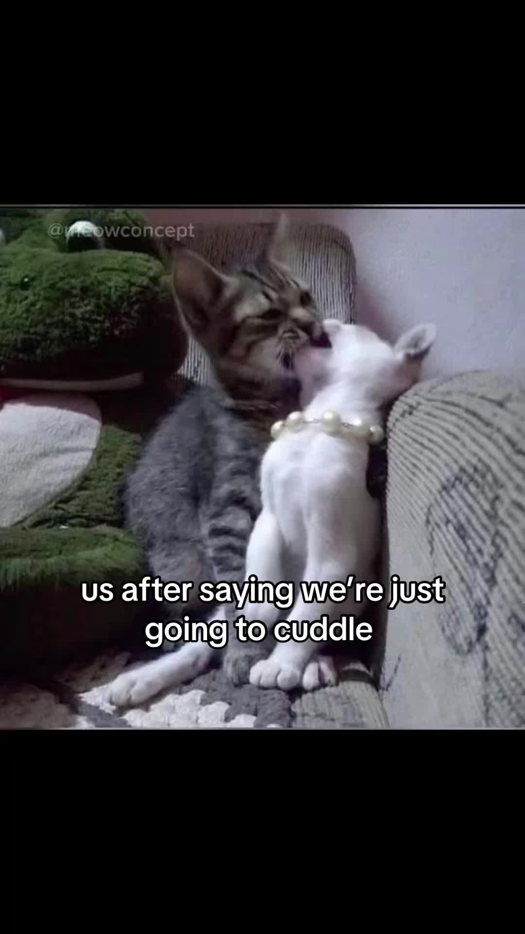 @meowconcept