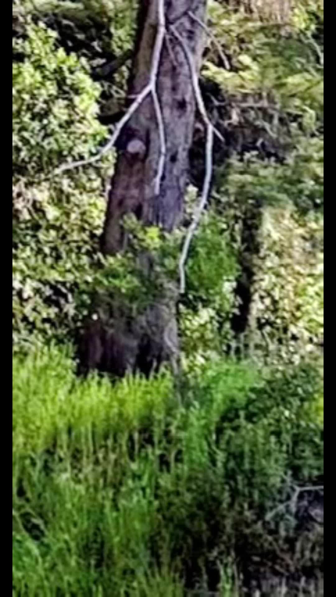 @🌲Forest Friend🌲🙏💗