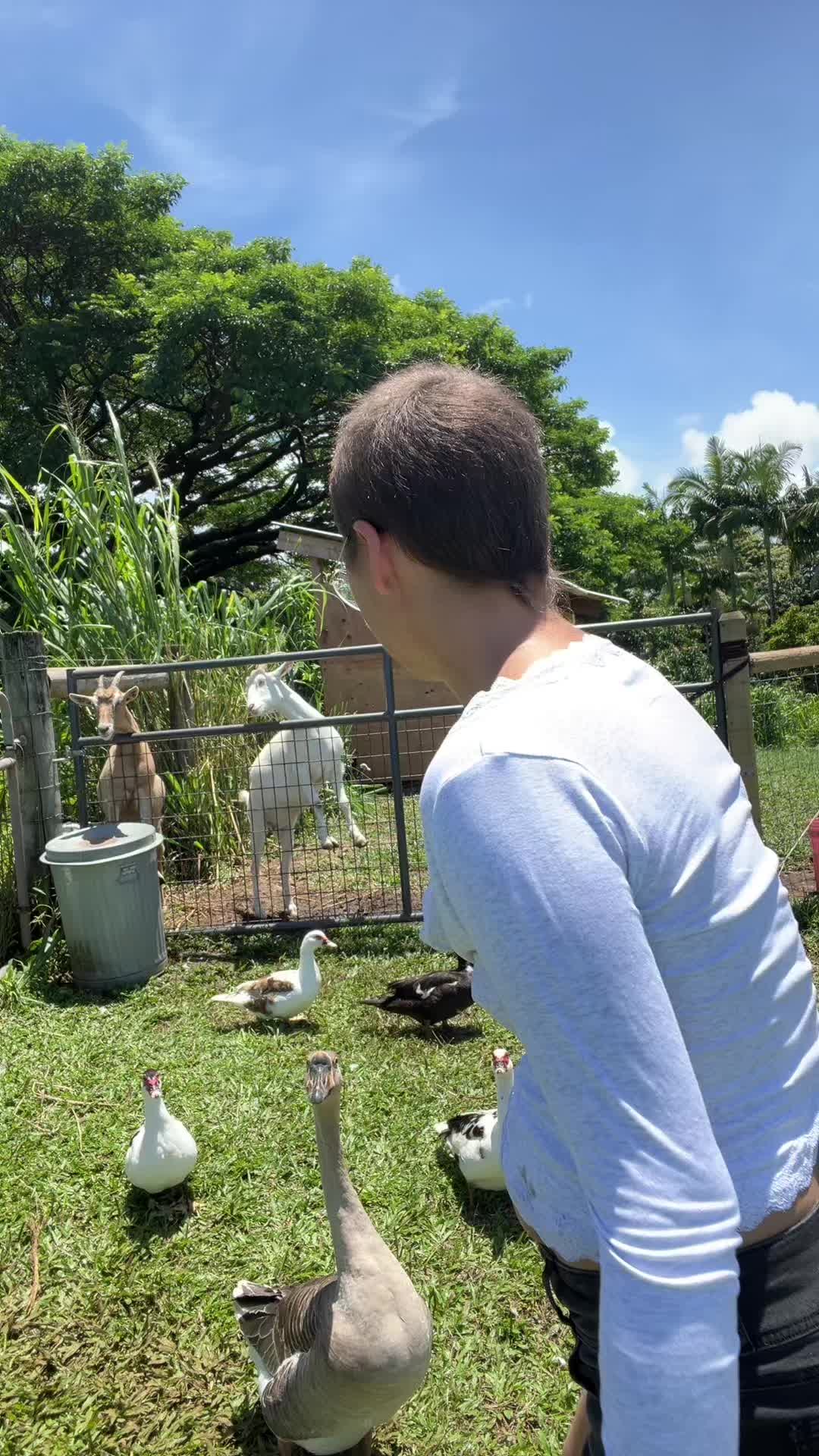 @junglefairyfarm