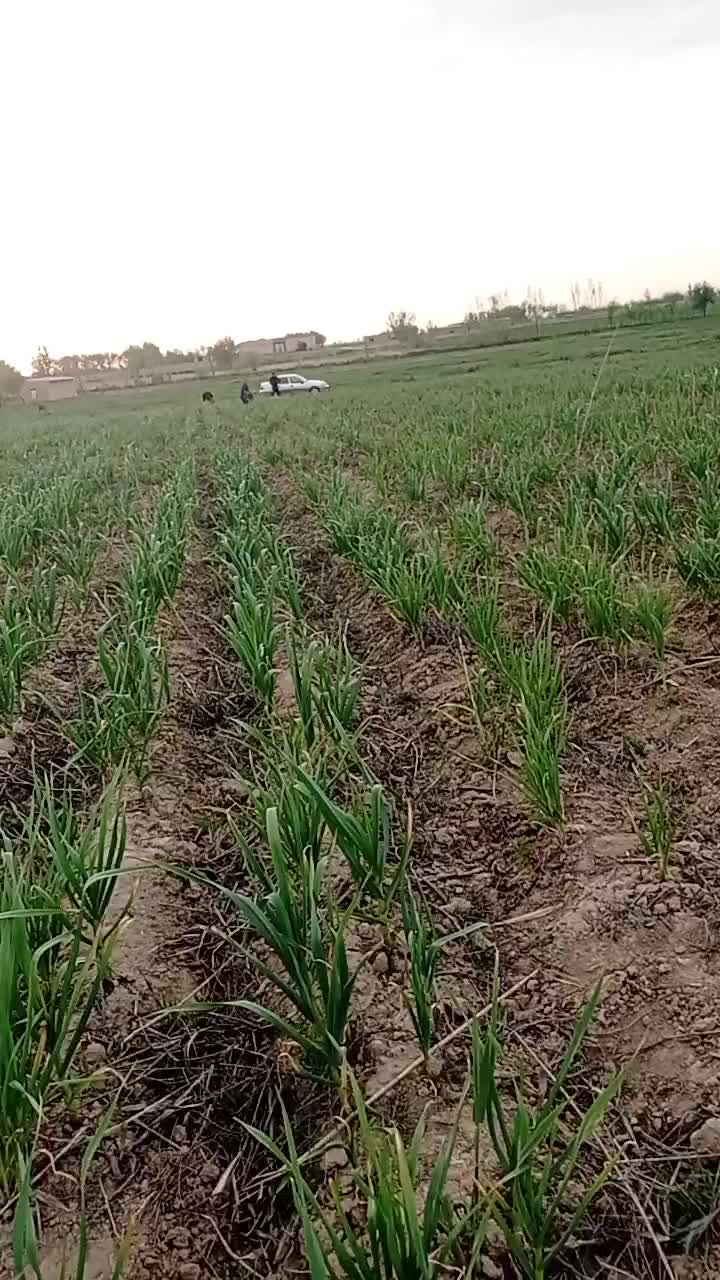 @Telbalarcha