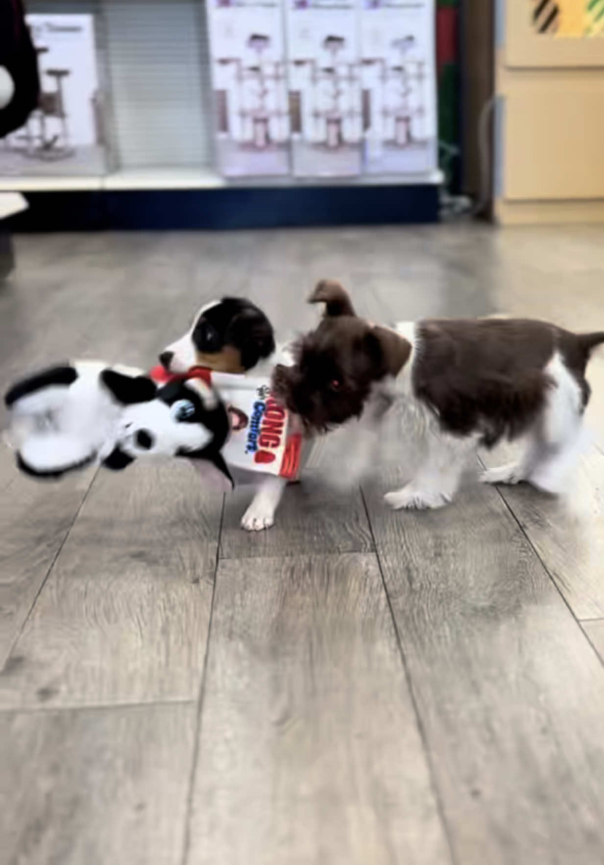 @Petland Oklahoma City