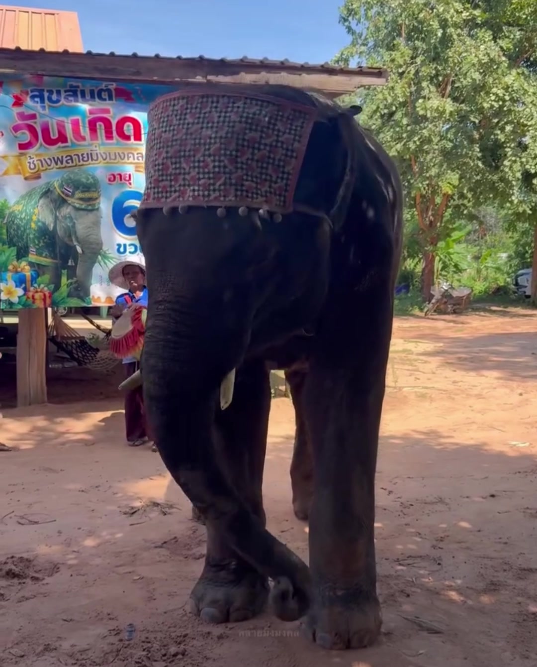 @aoraeeFcMooming🐘❤️