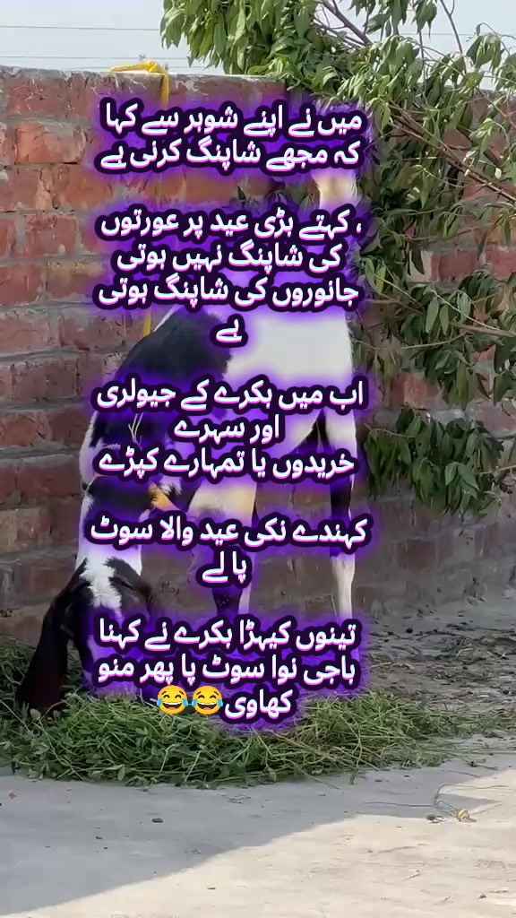 @𝘢ɳᵤ𝚖𝘢𝗅ⲓ𝐤 🎶