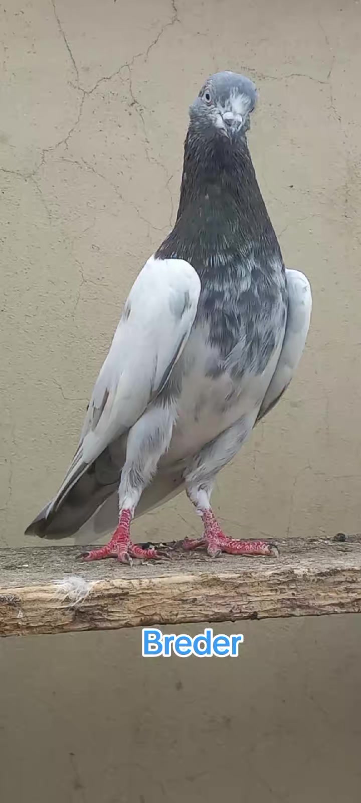 @Ranakasuripigeon
