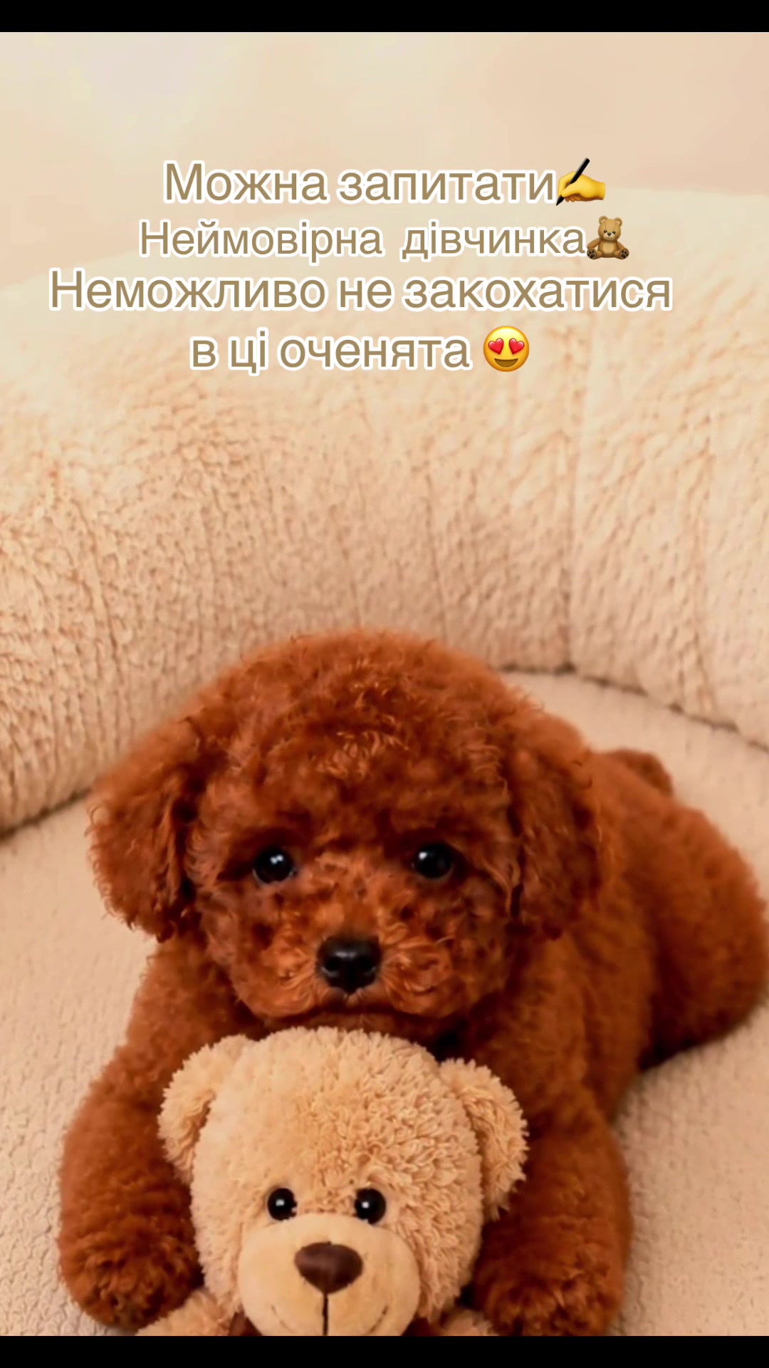 @toypoodlemaltipoo_puppie
