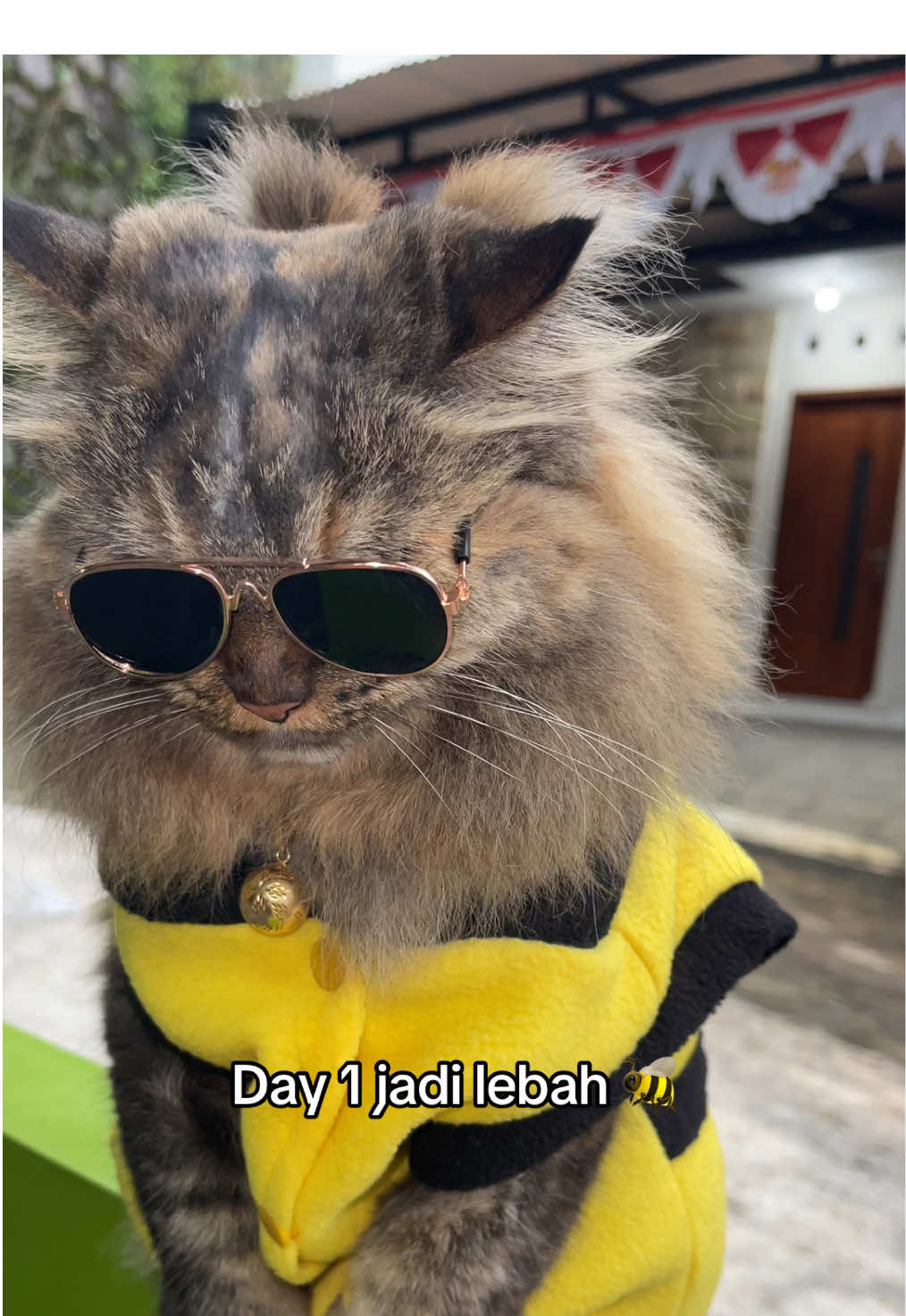 @ShepyCat🌻