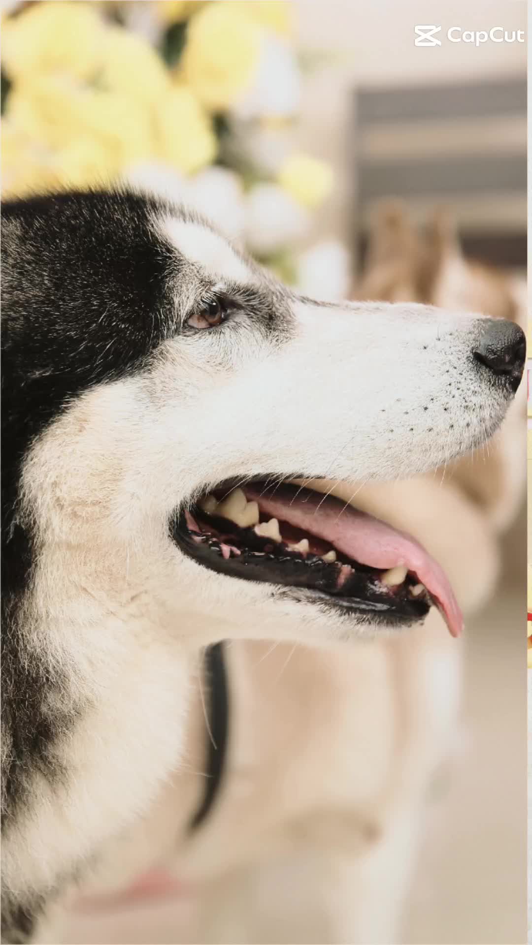 @TobbyMishika_TheHusky