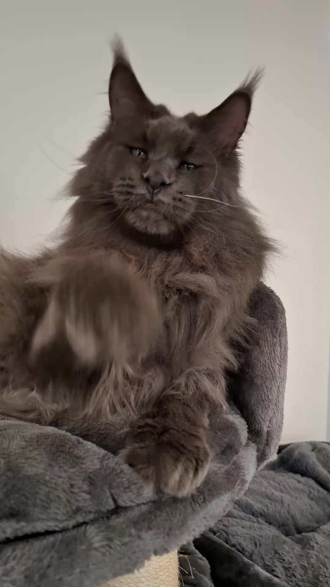 @Ragnar the Maine Coon 🐈