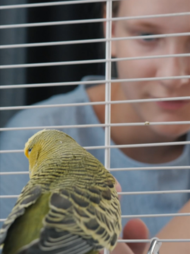 @Petody