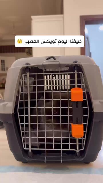 @Skai Cat.home🐾