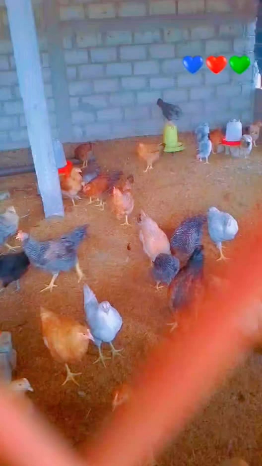 @NDIAYE-BREEDING 🐔