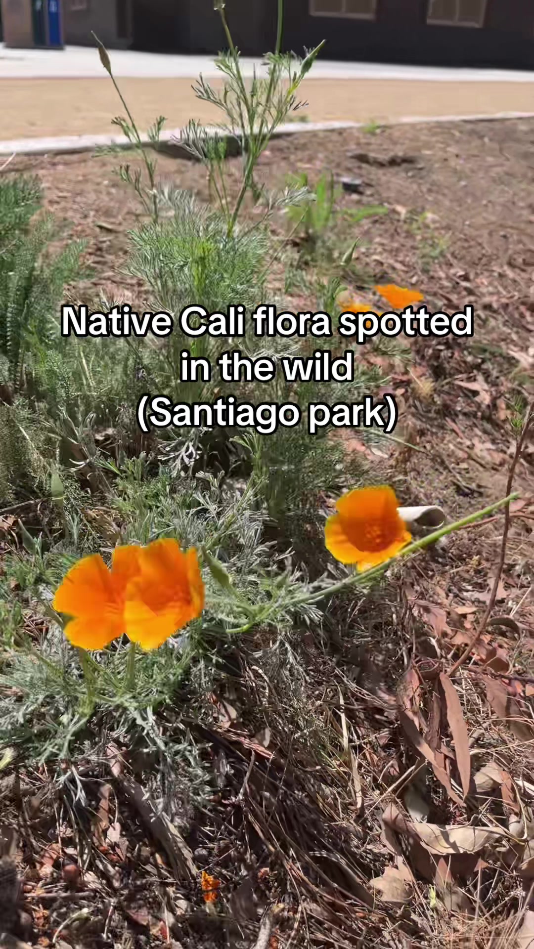 @urbanoasis Santa Ana