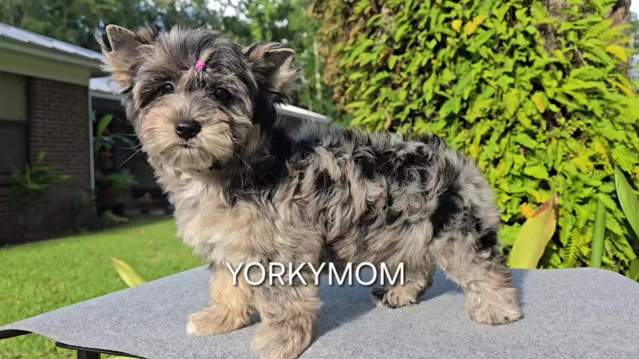 @theYorkymom
