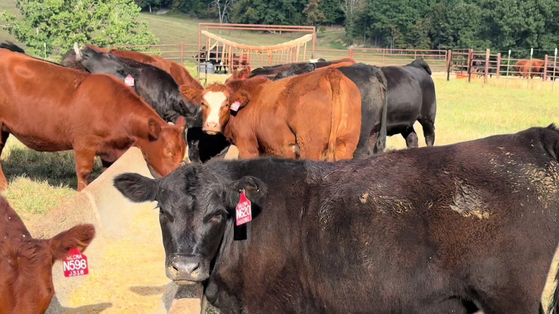 @Massey Land & Cattle