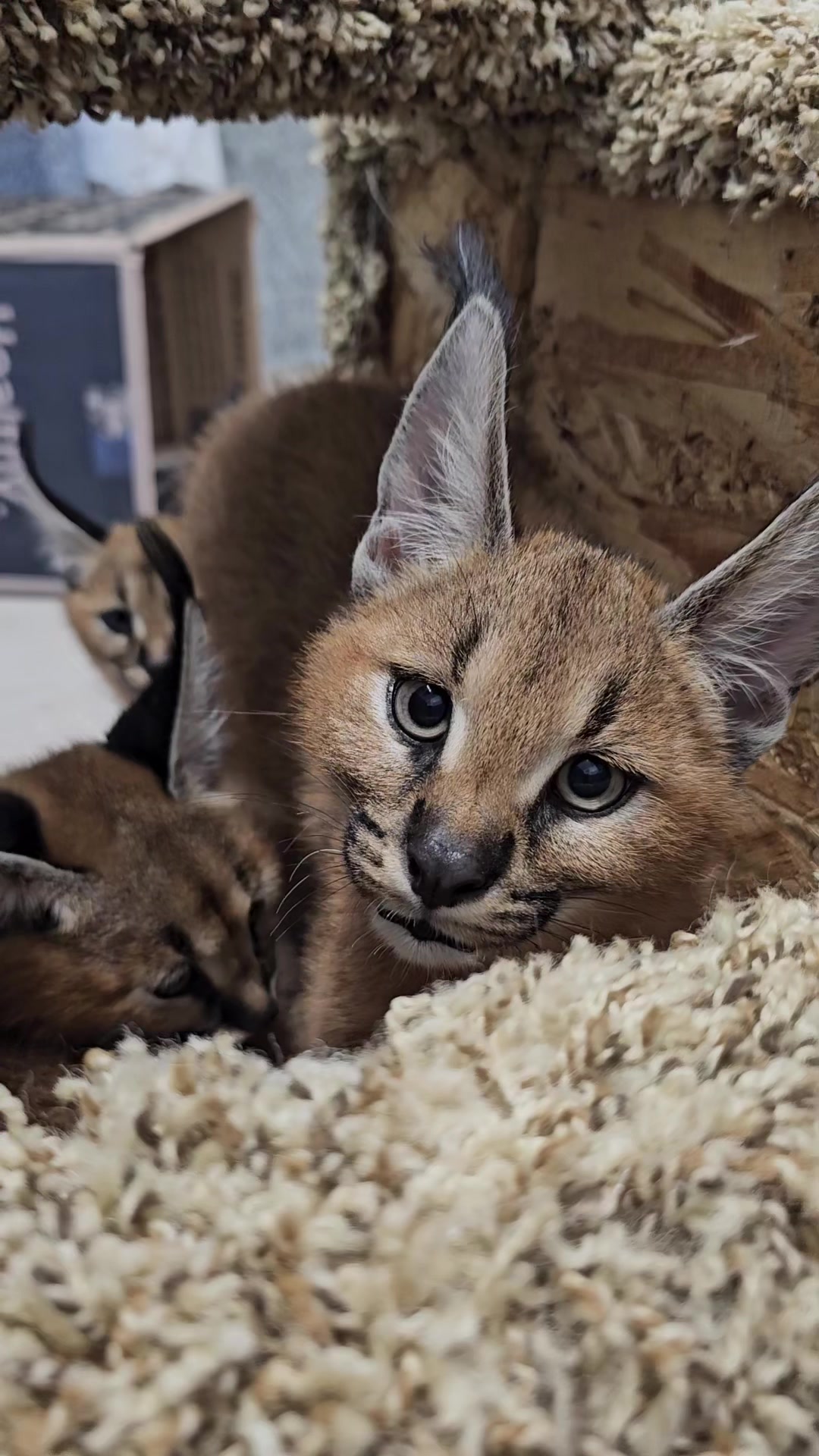 @The Wildcat Sanctuary