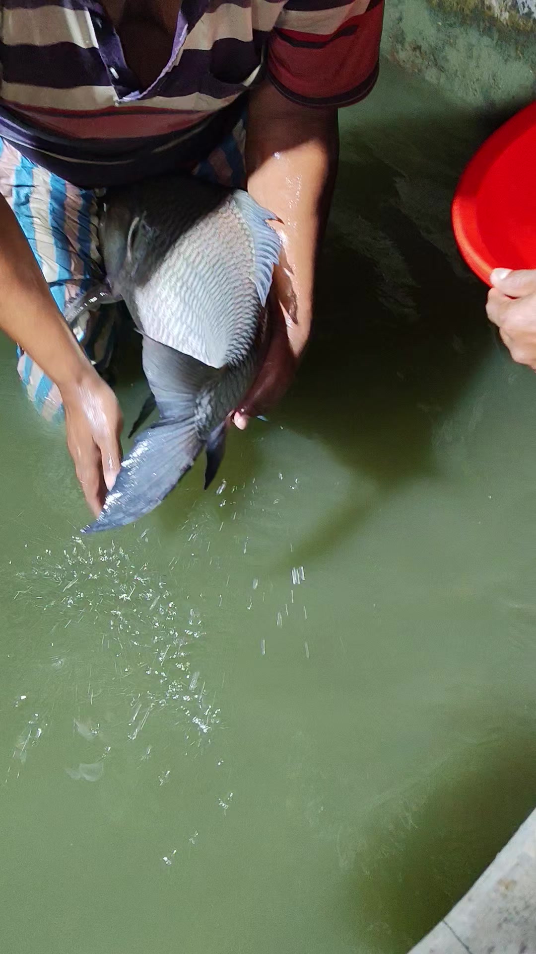 @Fish Lovers Bangladesh