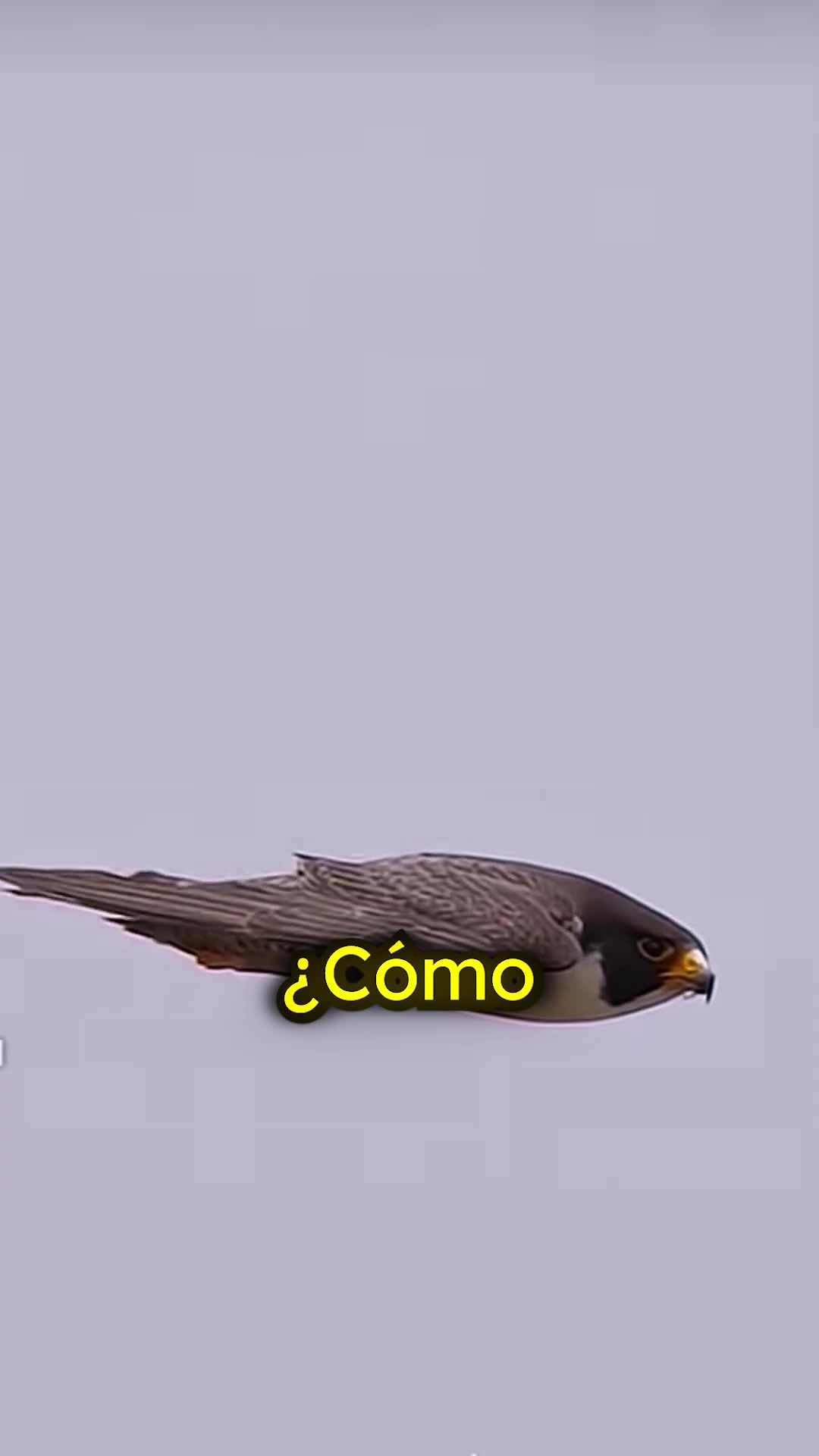 @CuriosoBen 😾