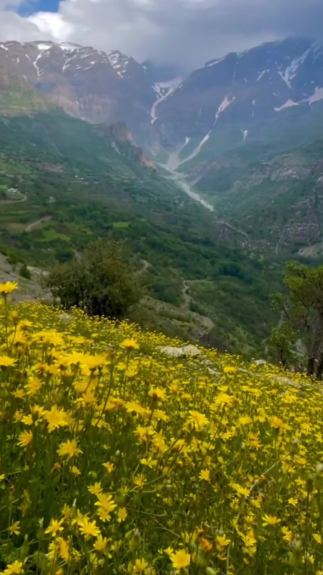 @devran🕊️
